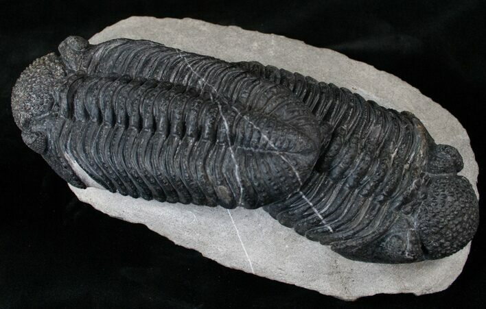 Double Drotops Trilobite Specimen - Long Each! #14295